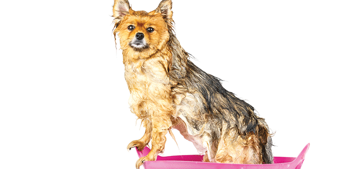 homeade-dry-dog-shampoo-702x336.png