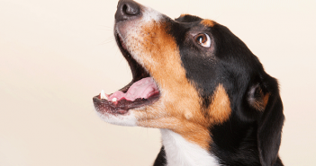 can dogs take ativan for anxiety