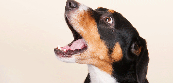 Benadryl For DogsThat Bark | Using Benadryl For Dogs In a ...